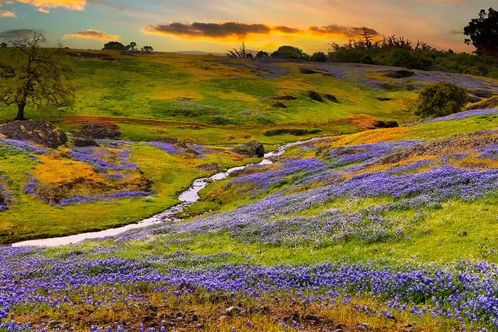 North Table Mountain Wildflowers II, Dennis Ariza, 2021